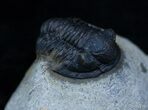 Small Gerastos Trilobite From Morocco #2290-3